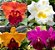 4 Lindas Orquídeas ADULTAS - Imagem 1