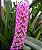 Arpophyllum Giganteum (Micro Orquídea) - NBS - Imagem 2