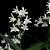 Dendrobium Kingianum "Album" - Adulto - Imagem 1