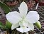 Cat Walkeriana Alba Orchidglade - Muda T3 - Imagem 1