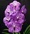 Vanda Gardener's Violet - T3 - Imagem 1