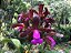 Cattleya Leopoldii (espécie) - Muda T2 - Imagem 4