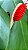 Escova de dente de bambu cerdas vermelhas - Imagem 6
