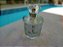 DUBAI - Perfume Autoral feminino - 100ml - Imagem 1