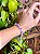 Pulseira | Ametista - Imagem 1