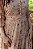 Vestido Serena - Imagem 6