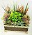 Cachepot de Suculentas - Imagem 4