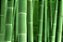 Essência Contratipo Bamboo M Martan - Imagem 1