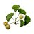 Ext. Glicolico de Ginkgo Biloba - Imagem 1