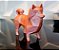 Miniatura Spitz Alemão/Lulu da Pomerânia - Imagem 1
