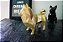 Miniatura Spitz Alemão/Lulu da Pomerânia - Imagem 2