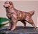 Miniatura Golden Retriever - Imagem 1