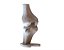 Anatomia do Joelho Humano - Imagem 1