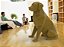 Miniatura Labrador - Imagem 1