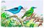 Caneca Ornitologia e Arte - Casal de Saí-azul (Dacnis cayana) - Imagem 2