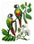 Fine Art Ornitologia e Arte - Tiriba-de-orelha-branca (Pyrrhura leucotis) - Imagem 1