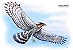 Fine Art Ornitologia e Arte - Gavião-de-penacho (Spizaetus ornatus)(em voo) - Imagem 1