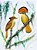 Fine Art Ornitologia e Arte - Maria-leque-do-sudeste (Onychorhynchus swainsoni) - Imagem 1