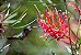 Sementes de Grevílea (10 unidades) - Flor atrativa para Beija-flores e outros Nectívoros. - Imagem 5