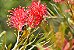 Sementes de Grevílea (10 unidades) - Flor atrativa para Beija-flores e outros Nectívoros. - Imagem 6