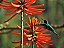 Sementes de Mulungu - Erythrina speciosa (5 unidades) - Flor atrativa para Beija-flores e outros. - Imagem 1
