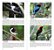 Livro Guia Fotográfico Aves do Estado de São Paulo - Edson Endrigo - Imagem 3