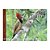 Livro Aves do Cerrado - Edson Endrigo - Imagem 1