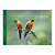 Livro Aves da Amazônia - Edson Endrigo - Imagem 1