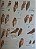 Livro Illustrated Checklist of The Birds of the World - vol 1 Non-passerines - USADO - Imagem 15