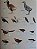 Livro Illustrated Checklist of The Birds of the World - vol 1 Non-passerines - USADO - Imagem 19