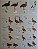 Livro Illustrated Checklist of The Birds of the World - vol 1 Non-passerines - USADO - Imagem 7