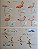 Livro Illustrated Checklist of The Birds of the World - vol 1 Non-passerines - USADO - Imagem 8
