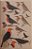 Livro New World Blackbirds: The Icterids (Os Icterídeos)- USADO - Imagem 4