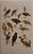Livro A Guide to the Birds of Trinidad & Tobago - USADO - Imagem 2