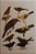 Livro A Guide to the Birds of Trinidad & Tobago - USADO - Imagem 10