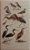 Livro A Guide to the Birds of Trinidad & Tobago - USADO - Imagem 4