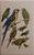 Livro A Guide to the Birds of Trinidad & Tobago - USADO - Imagem 9