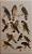 Livro A Guide to the Birds of Trinidad & Tobago - USADO - Imagem 12