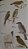 Livro Aves do Brasil (Pantanal e Cerrado) - USADO - Autografado - Imagem 12