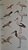 Livro Aves do Brasil (Pantanal e Cerrado) - USADO - Autografado - Imagem 7