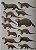 Livro Handbook of the Mammals of the World - vol 01. Carnivores - USADO - Imagem 4