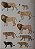 Livro Handbook of the Mammals of the World - vol 01. Carnivores - USADO - Imagem 5