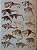Livro Handbook of the Mammals of the World - vol 05. Monotremes and Marsupials - USADO - Imagem 8