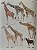 Livro Handbook of the Mammals of the World - vol 02. Hoofed Mammals - USADO - Imagem 3