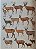 Livro Handbook of the Mammals of the World - vol 02. Hoofed Mammals - USADO - Imagem 6