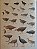 Livro Handbook of the Birds of the World - vol 03. Hoatzin to Auks - USADO - Imagem 8