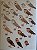 Livro Handbook of the Birds of the World - vol 05. Barn-owls to Hummingbirds - USADO - Imagem 5