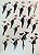 Livro Handbook of the Birds of the World - vol 07. Jacamars to Woodpeeckers- USADO - Imagem 9