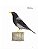 Livro Aves Migratórias no Brasil - Karlla Barbosa e Noris Lima Capa Azul Claro - Imagem 4