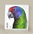 Azulejo Decorado Ornitologia e Arte - Papagaio-de-cara-roxa (Amazona brasiliensis) - Imagem 1